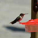 Colibri flammule