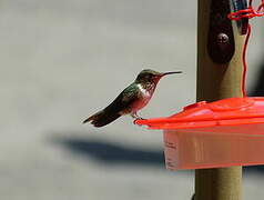 Volcano Hummingbird