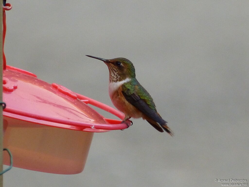 Colibri flammule femelle