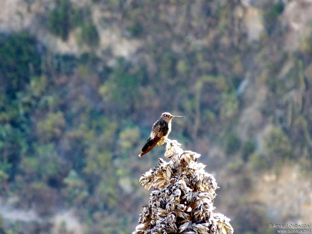 Giant Hummingbird