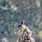 Colibri géant