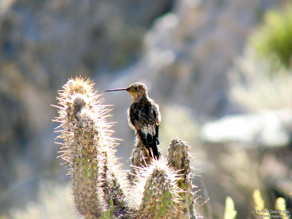 Giant Hummingbird