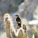 Colibri géant