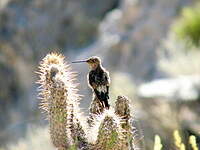 Colibri géant