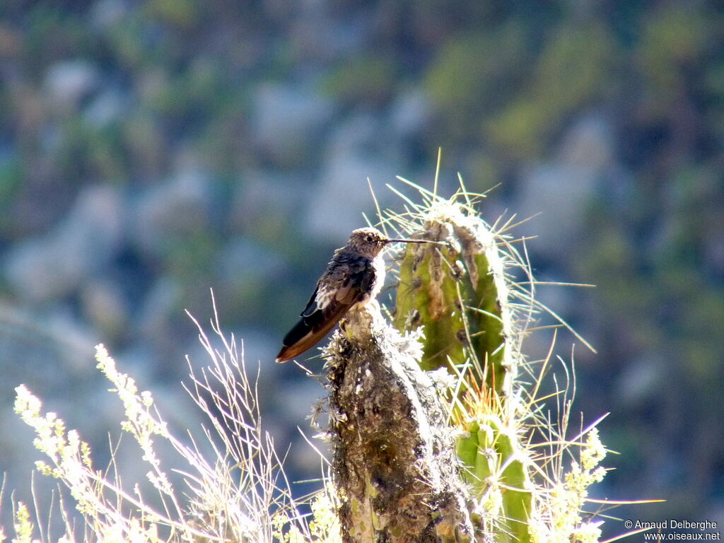 Giant Hummingbird