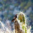 Colibri géant