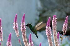 Colibri huppé