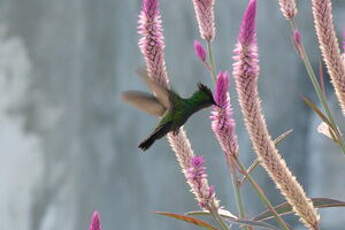 Colibri huppé