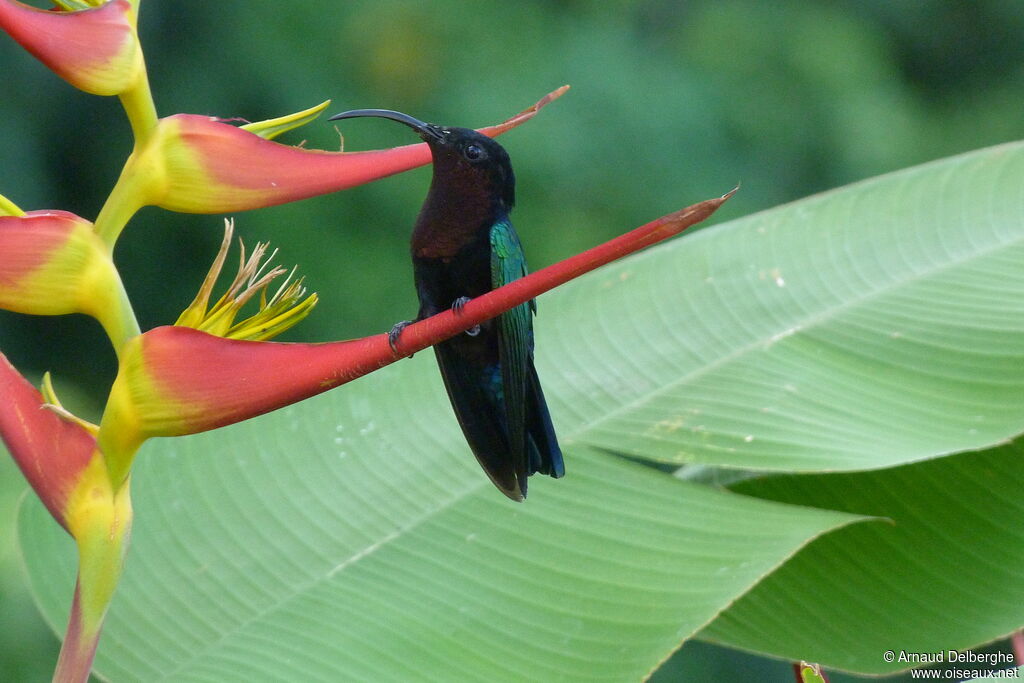 Purple-throated Carib