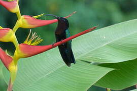 Purple-throated Carib