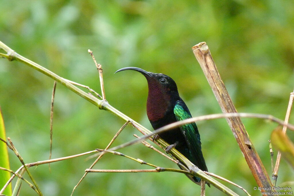 Purple-throated Carib