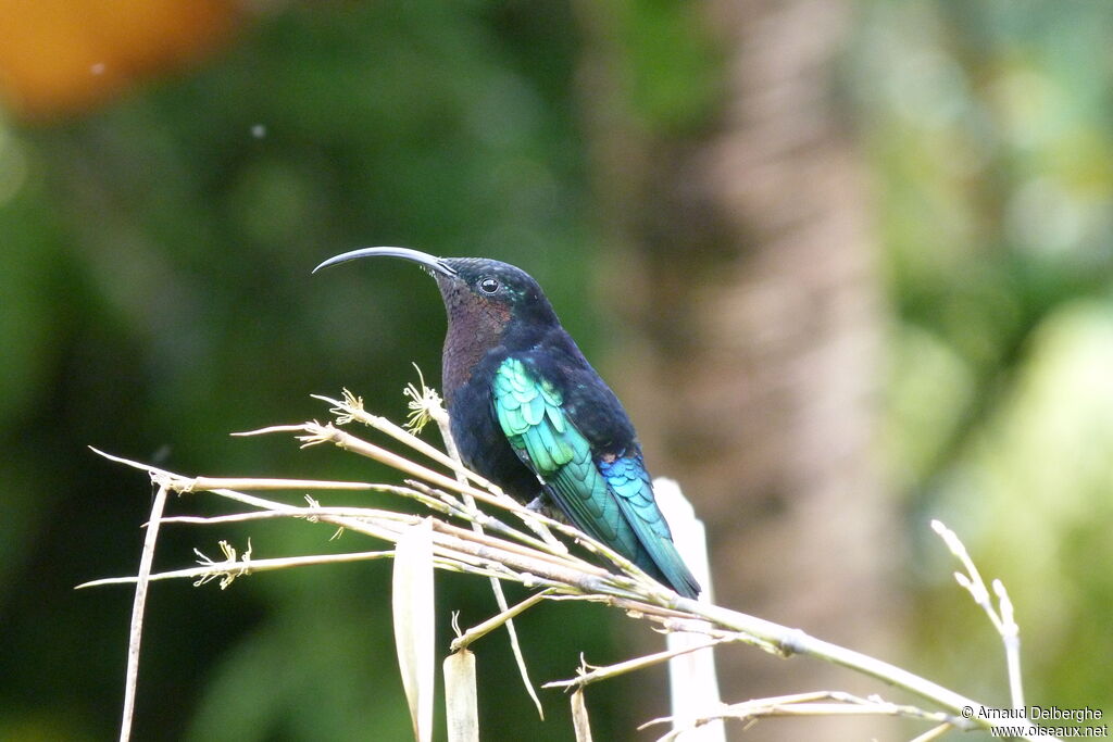 Purple-throated Carib