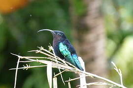 Purple-throated Carib