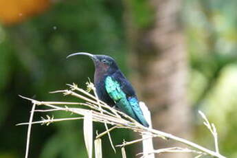 Colibri madère