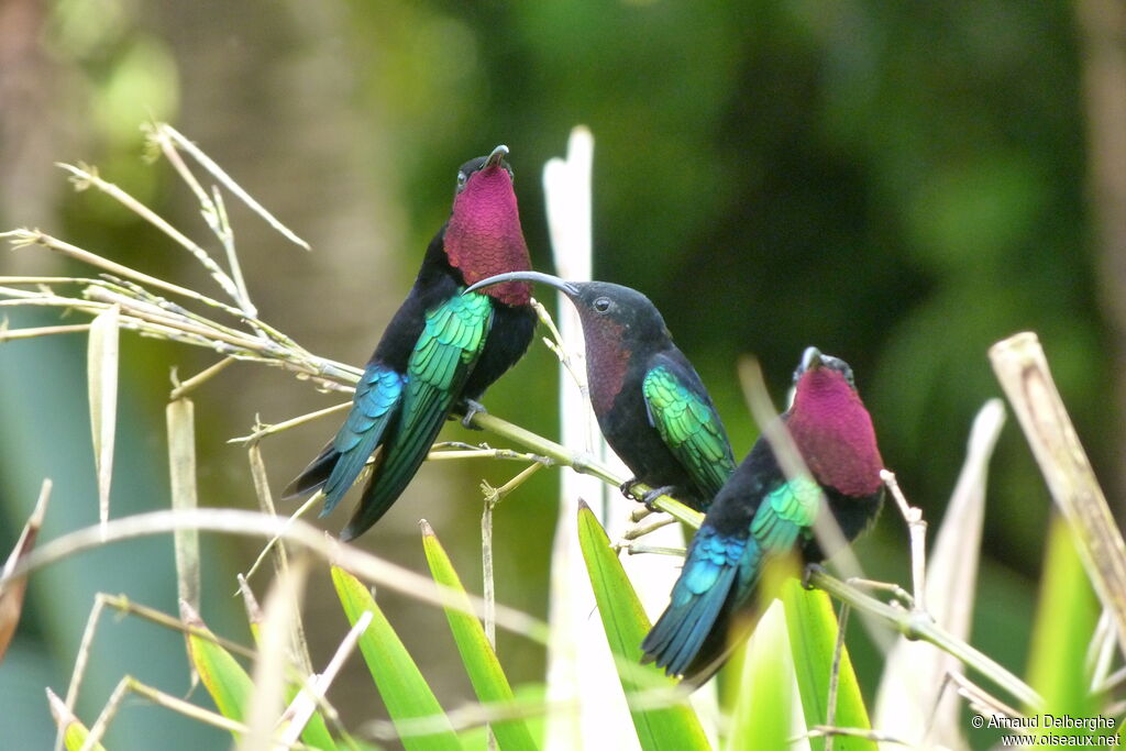 Colibri madère