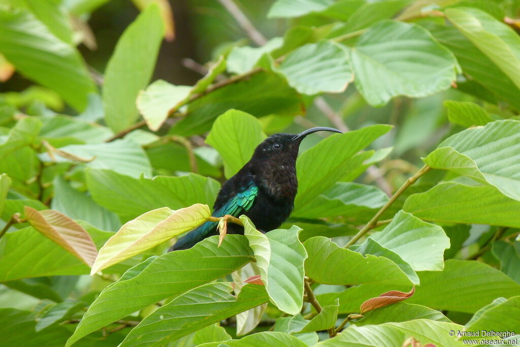 Colibri madère