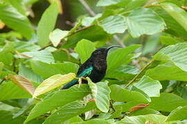 Purple-throated Carib