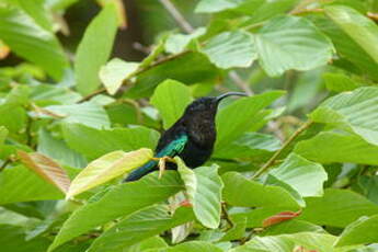 Colibri madère