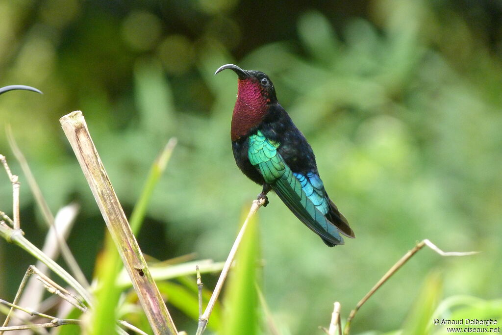 Colibri madère