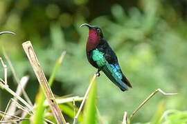 Purple-throated Carib