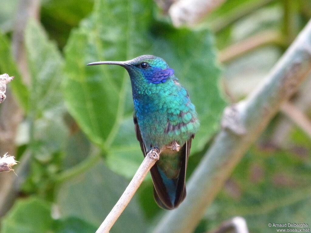 Mexican Violetear