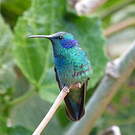 Colibri thalassin