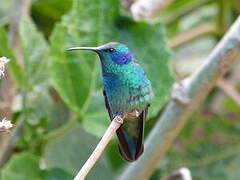 Colibri thalassin