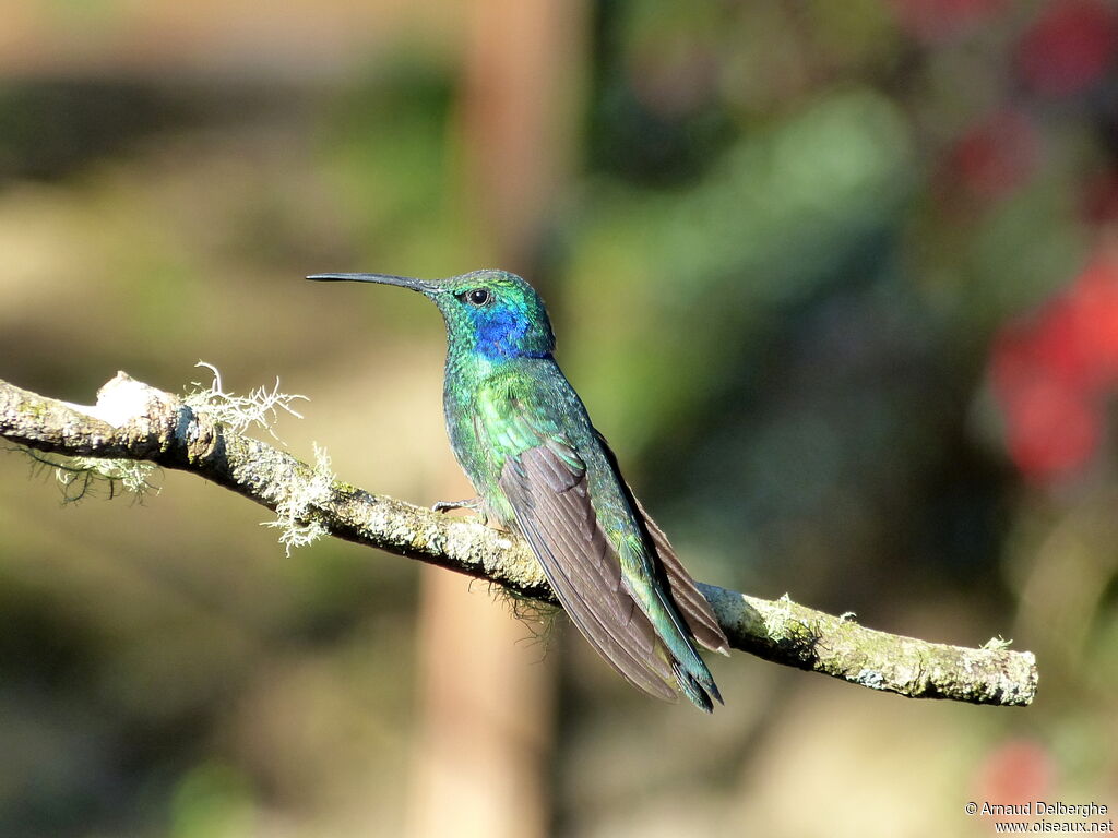 Colibri thalassin