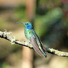 Colibri thalassin