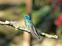 Colibri thalassin