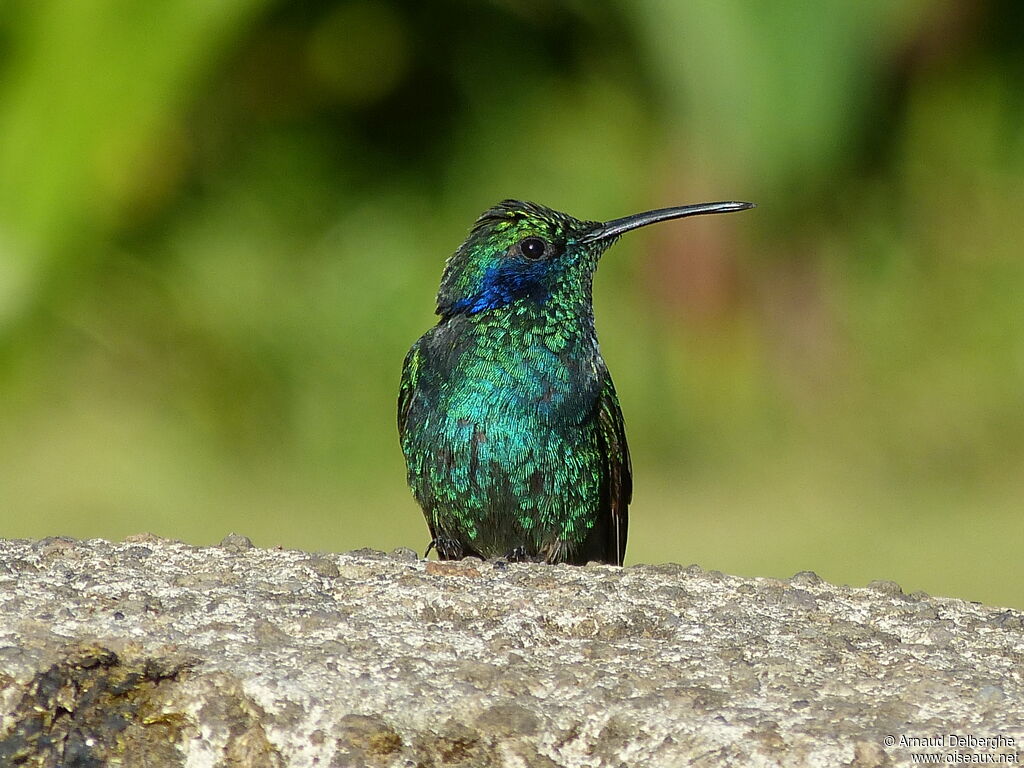 Mexican Violetear