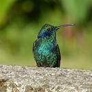 Colibri thalassin