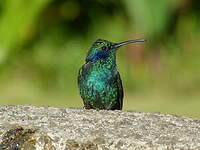 Colibri thalassin