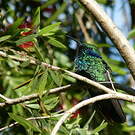 Colibri thalassin