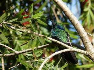 Colibri thalassin