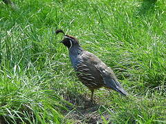 California Quail