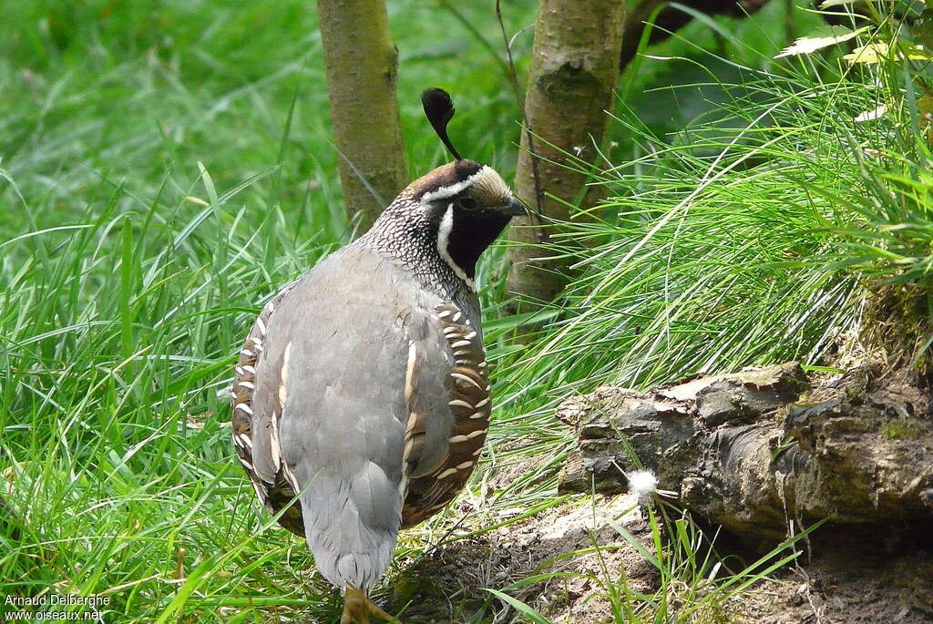 California Quail male adult breeding, habitat