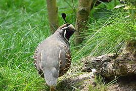 California Quail