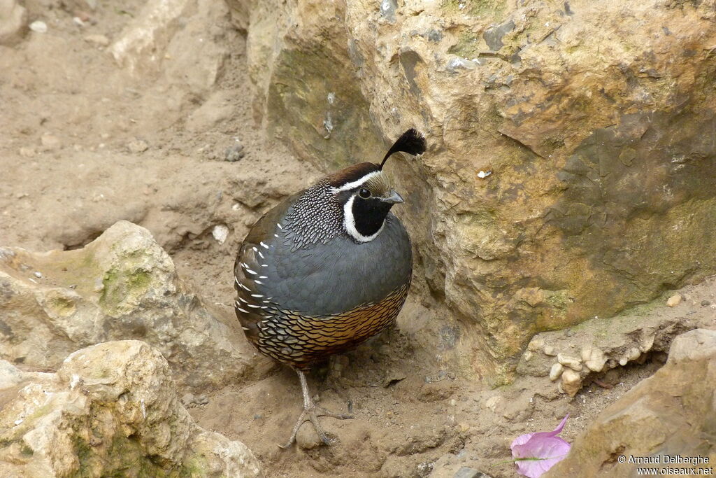 California Quail