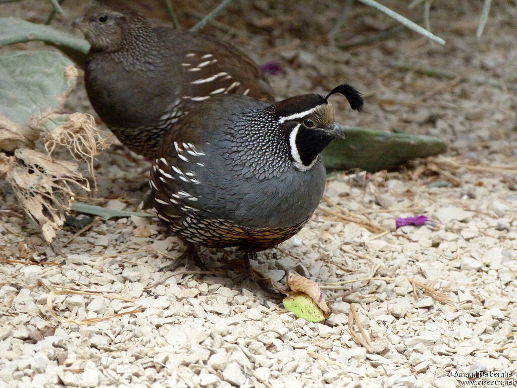 California Quail