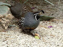 California Quail