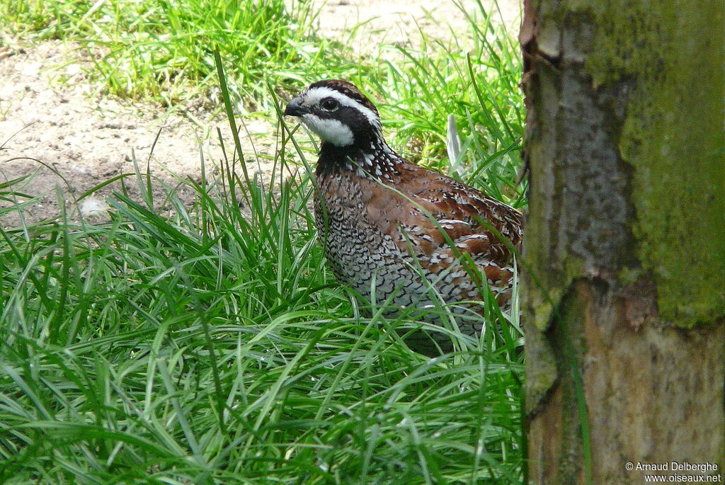 Northern Bobwhite