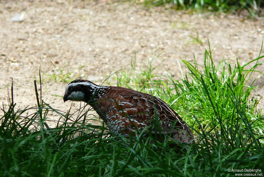 Northern Bobwhite