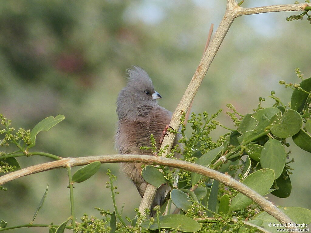 White-backed Mousebird