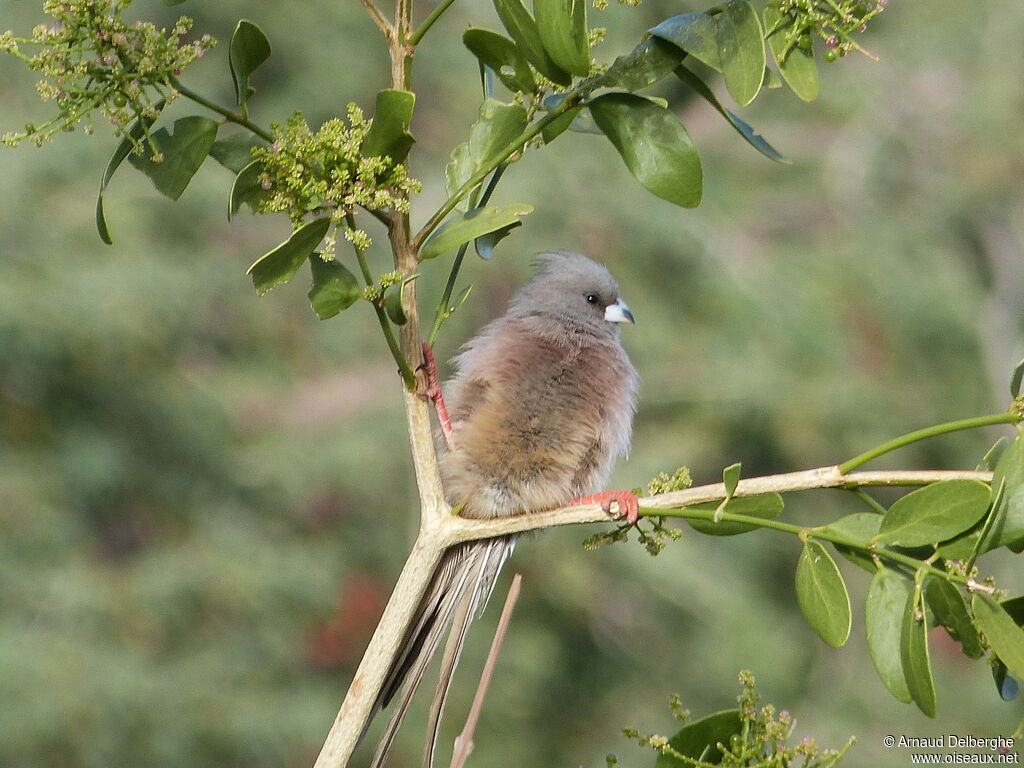 White-backed Mousebird