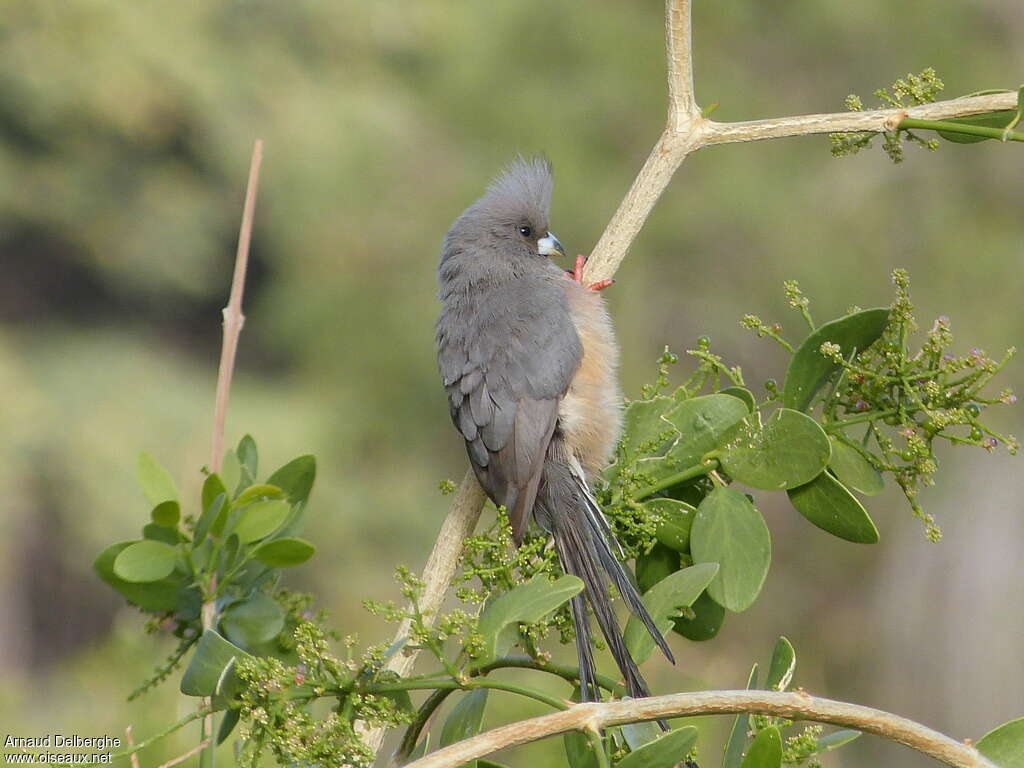 White-backed Mousebird, identification