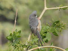 White-backed Mousebird