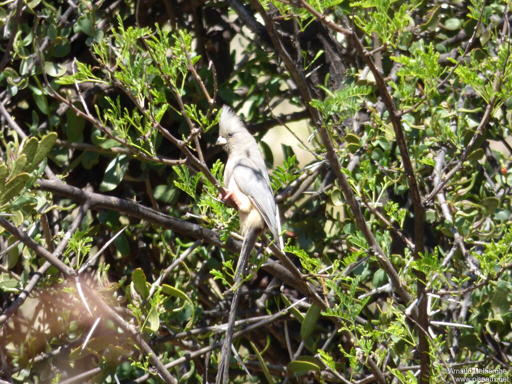 White-backed Mousebird