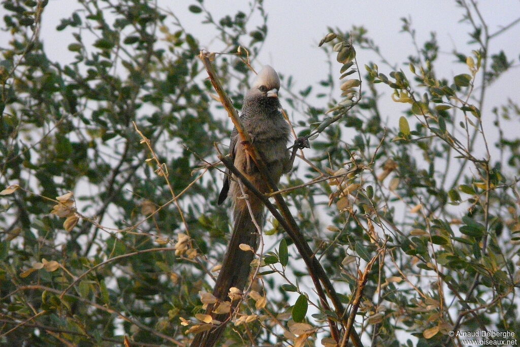 White-headed Mousebird