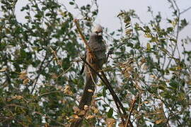 White-headed Mousebird